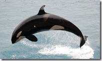 Orca